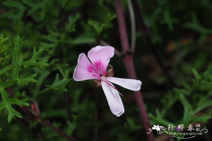 亚灌木天竺葵Pelargonium fruticosum