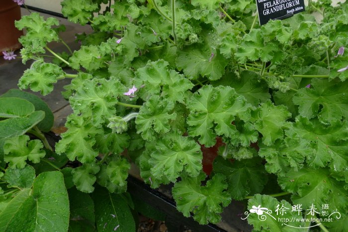 大花天竺葵  Pelargonium grandiflorum