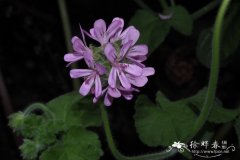 大花天竺葵  Pelargonium grandiflorum