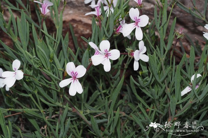 无毛天竺葵 Pelargonium laevigatum