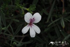 无毛天竺葵 Pelargonium laevigatum