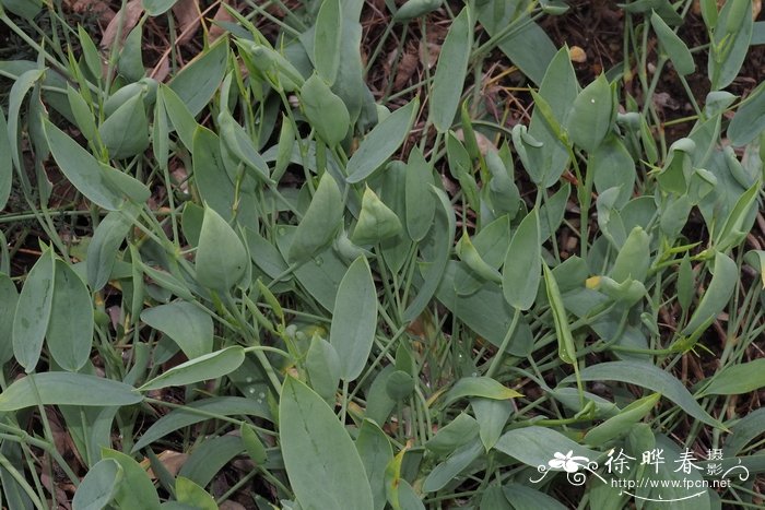 披针叶天竺葵 Pelargonium lanceolatum