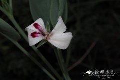 披针叶天竺葵 Pelargonium lanceolatum