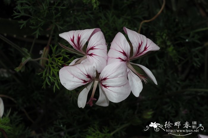 长茎天竺葵Pelargonium longicaule