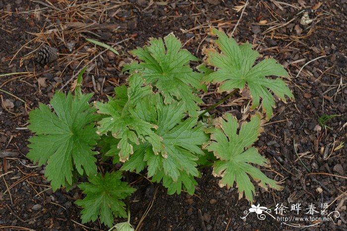 栎叶天竺葵Pelargonium quercifolium