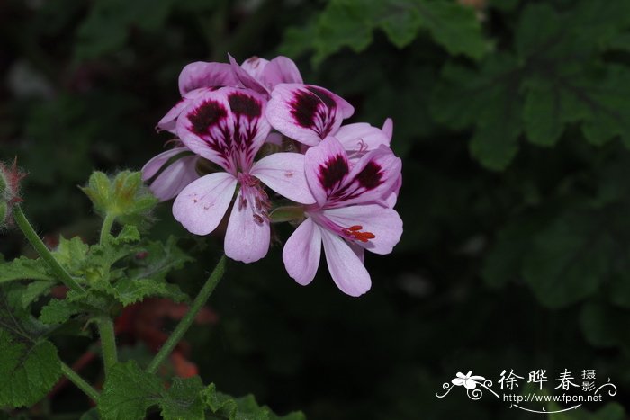 栎叶天竺葵Pelargonium quercifolium