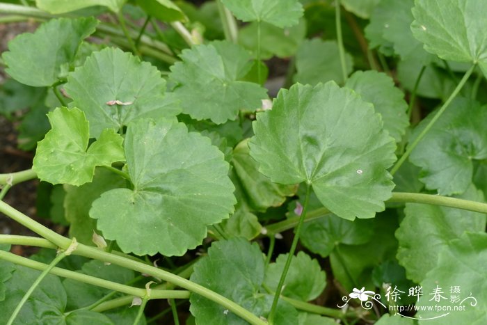 狭瓣天竺葵 Pelargonium stenopetalum