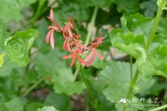 狭瓣天竺葵 Pelargonium stenopetalum