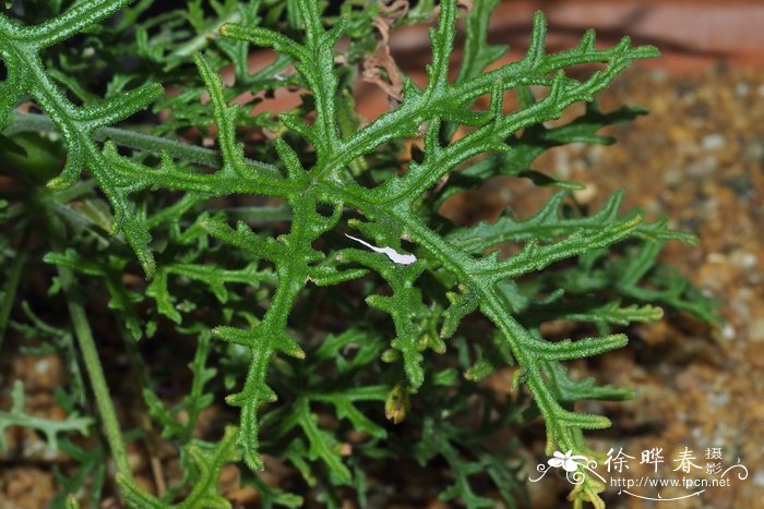 雷登斯天竺葵Pelargonium radens