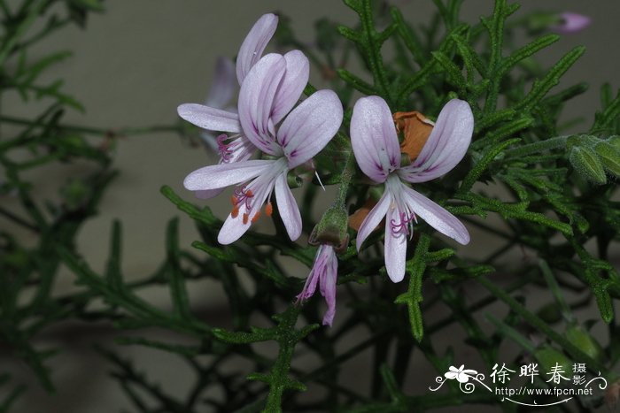 雷登斯天竺葵Pelargonium radens