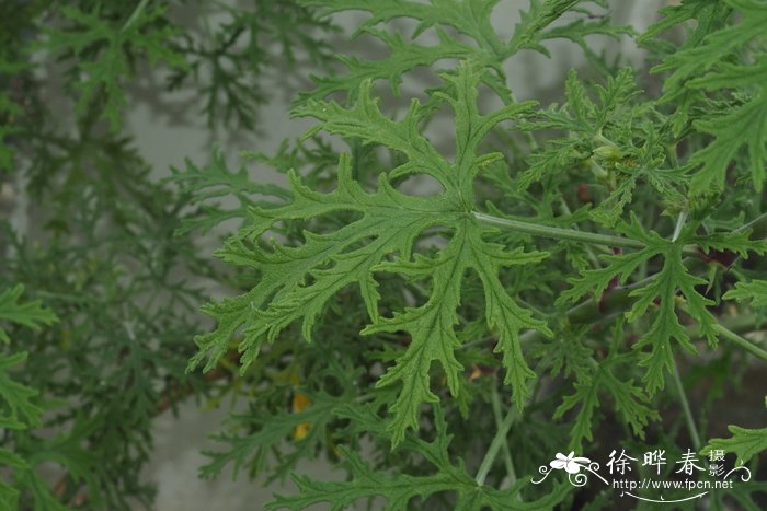 平滑天竺葵 Pelargonium radens