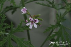 平滑天竺葵 Pelargonium radens