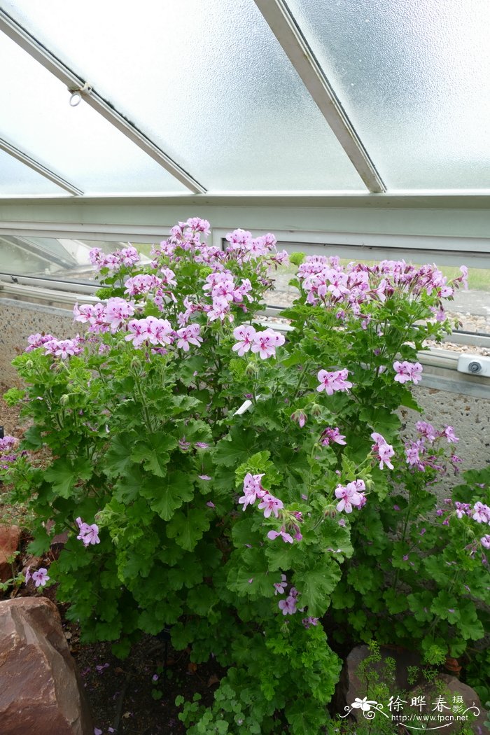 刚毛天竺葵 Pelargonium setulosum