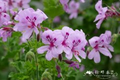 刚毛天竺葵 Pelargonium setulosum