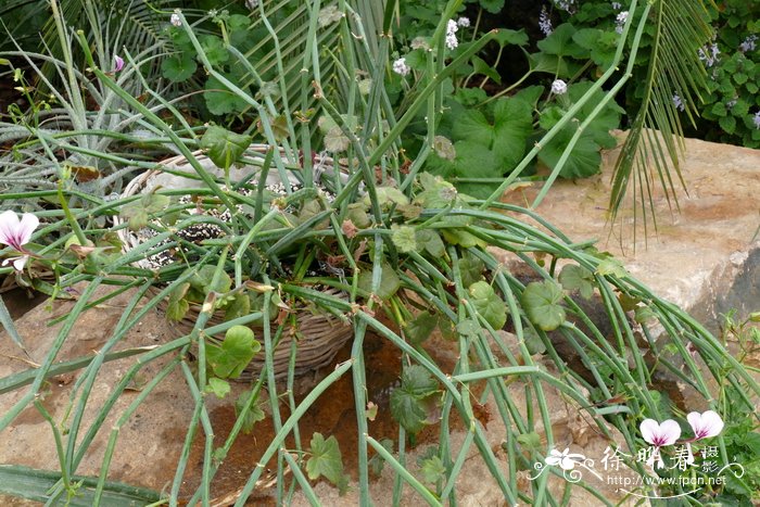 方茎洋葵 Pelargonium tetragonum