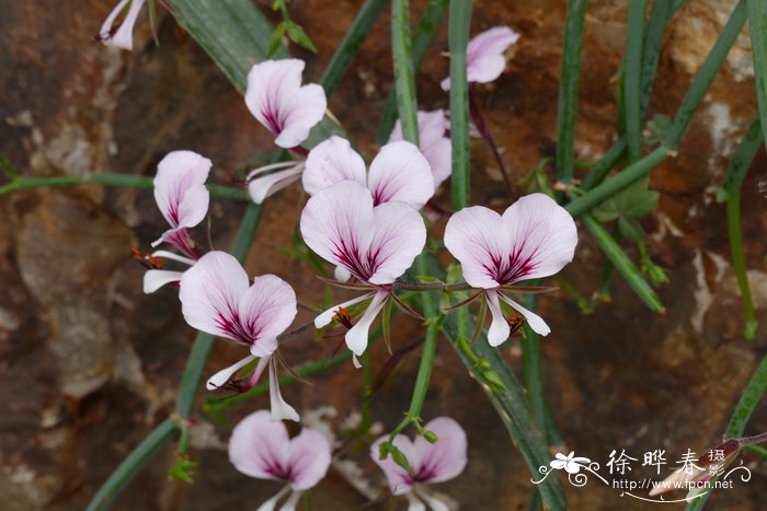 方茎洋葵 Pelargonium tetragonum