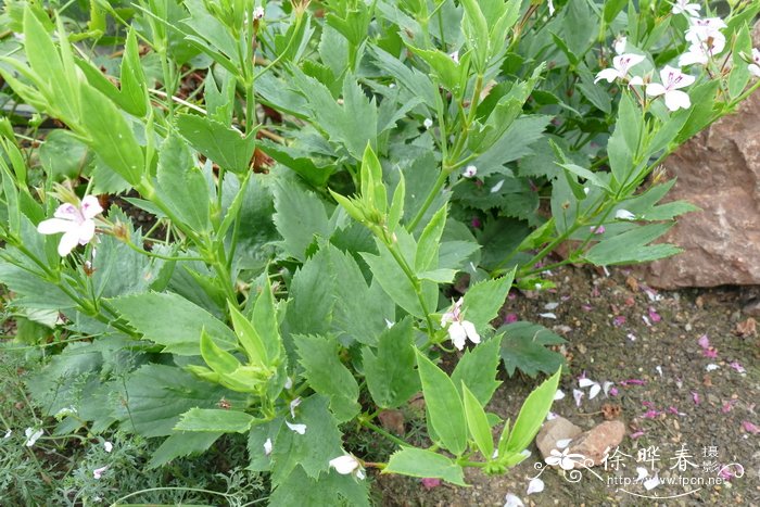 三肋天竺葵 Pelargonium tricuspidatum