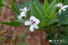 三肋天竺葵 Pelargonium tricuspidatum