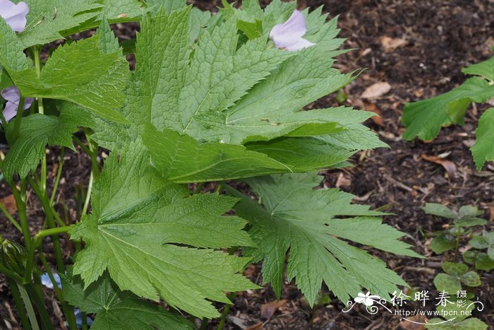 白根葵Glaucidium palmatum