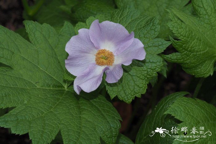 白根葵Glaucidium palmatum