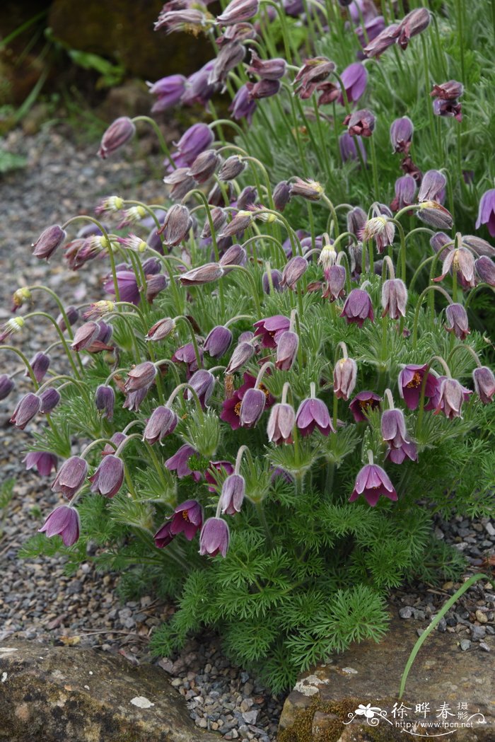 蒙古白头翁 Pulsatilla ambigua