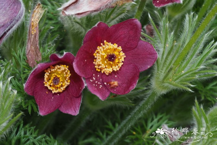 蒙古白头翁 Pulsatilla ambigua