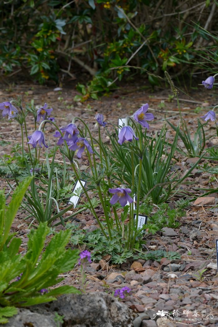 钟萼白头翁 Pulsatilla campanella