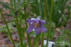 钟萼白头翁 Pulsatilla campanella