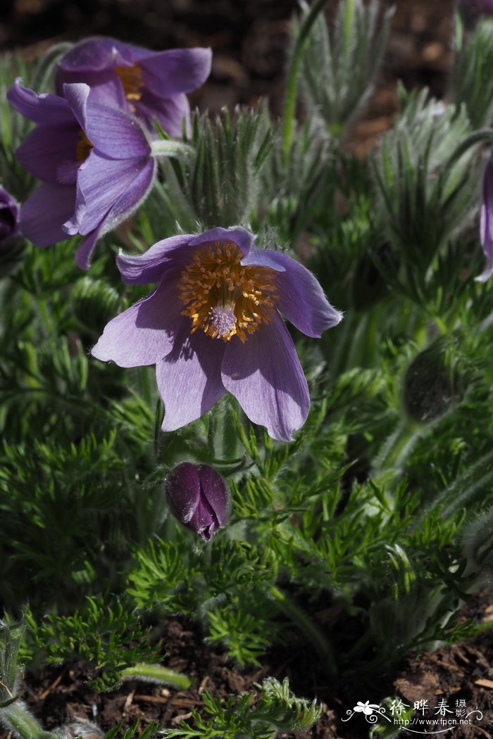 山白头翁Pulsatilla montana