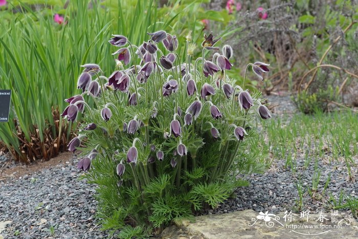 山白头翁Pulsatilla montana