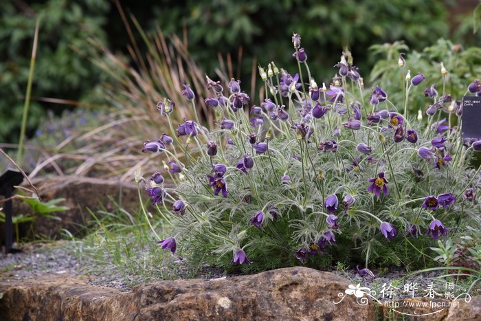 山白头翁Pulsatilla montana