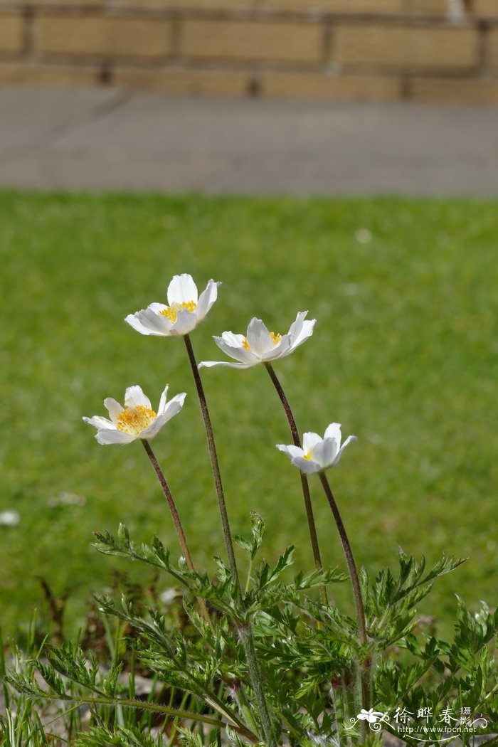 早花白头翁Pulsatilla vernalis