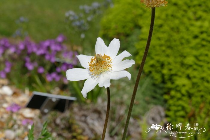 早花白头翁Pulsatilla vernalis