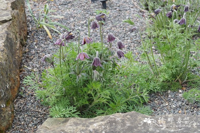 波希米亚白头翁 Pulsatilla pratensis subsp. bohemica