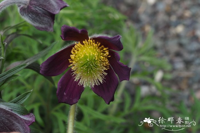 波希米亚白头翁 Pulsatilla pratensis subsp. bohemica