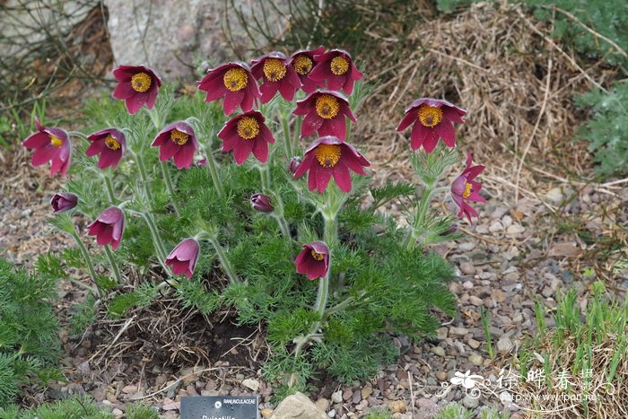 Pulsatilla regeliana