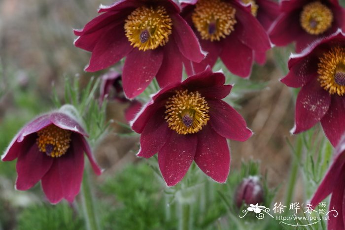 Pulsatilla regeliana