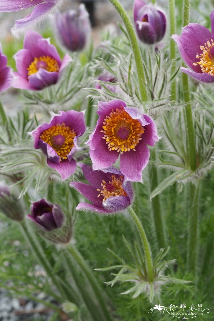 红花白头翁Pulsatilla rubra