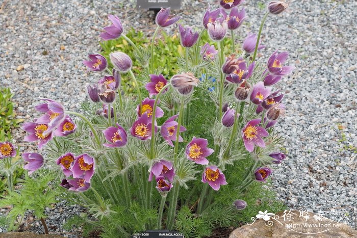 红花白头翁Pulsatilla rubra