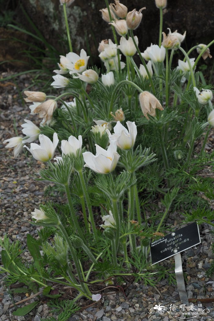 白花欧白头翁 Pulsatilla vulgaris 'Alba'