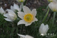 白花欧白头翁 Pulsatilla vulgaris 'Alba'