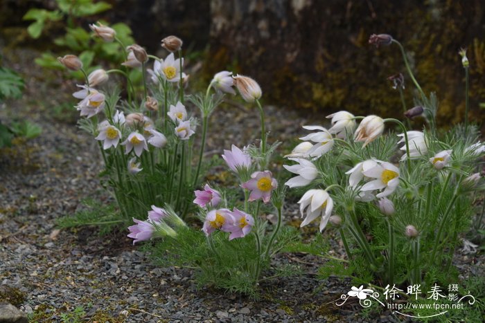 '巴顿粉'欧白头翁 Pulsatilla vulgaris 'Barton's Pink'