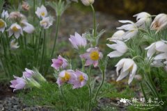 '巴顿粉'欧白头翁 Pulsatilla vulgaris 'Barton's Pink'