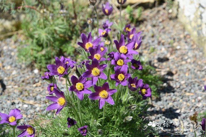 欧白头翁Pulsatilla vulgaris