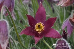 欧白头翁Pulsatilla vulgaris