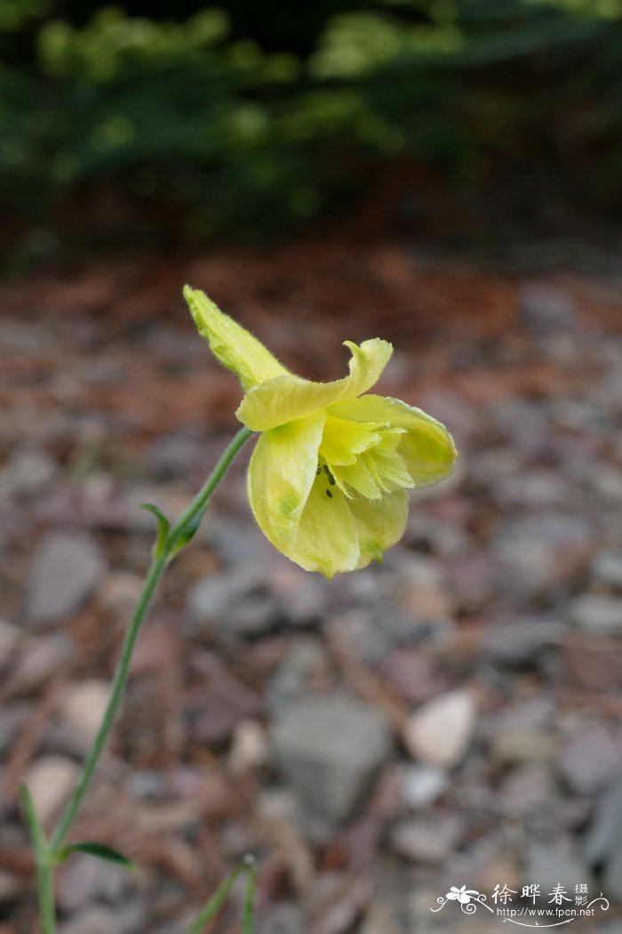 Delphinium luteum