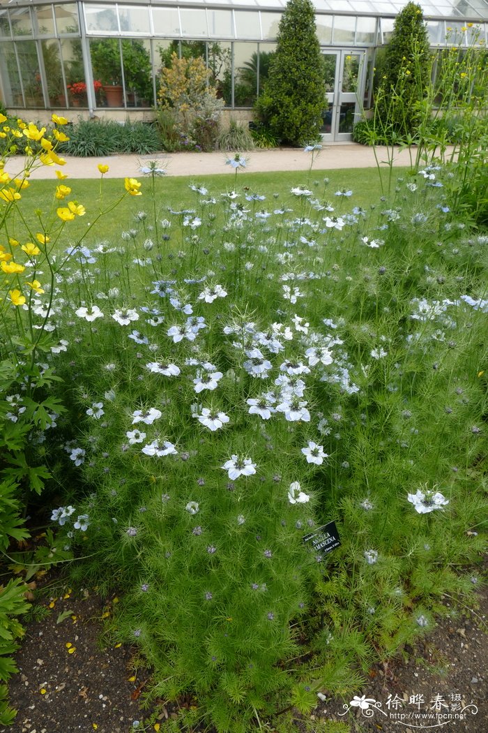 黑种草 Nigella damascena