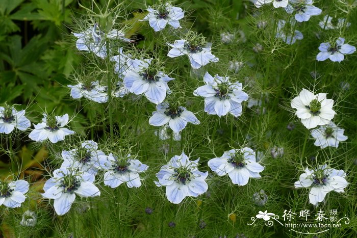 黑种草 Nigella damascena