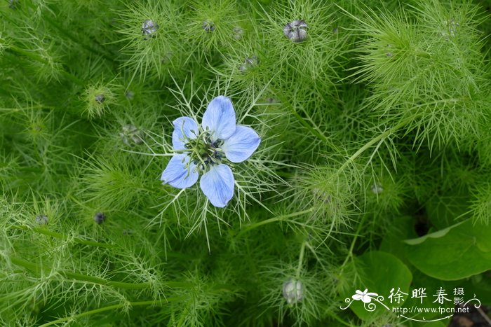 黑种草 Nigella damascena