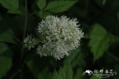 白果类叶升麻Actaea pachypoda